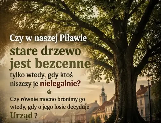 Kontrowersje wokół ochrony drzew w Piławie Górnej: od aktu wandalizmu po planowaną wycinkę