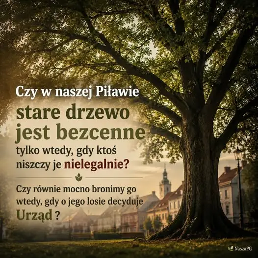 Kontrowersje wokół ochrony drzew w Piławie Górnej: od aktu wandalizmu po planowaną wycinkę